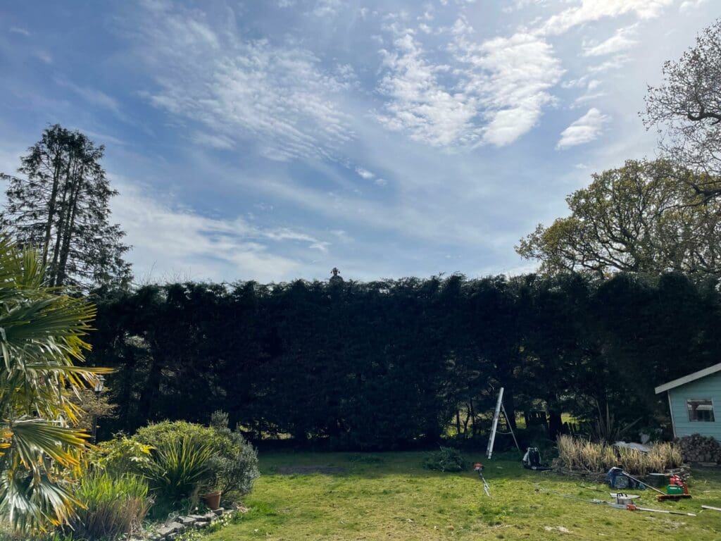 Expert tree & hedge services for your garden on the Isle of Wight