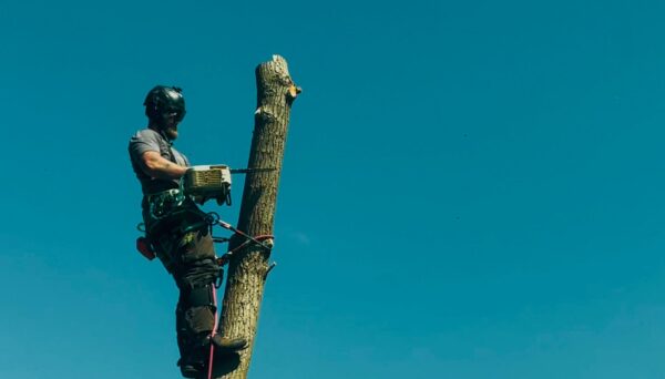 for the emergency tree work page3