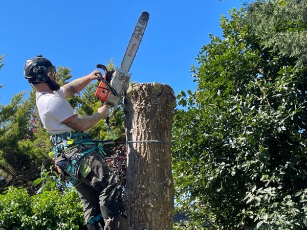 for the emergency tree work page7
