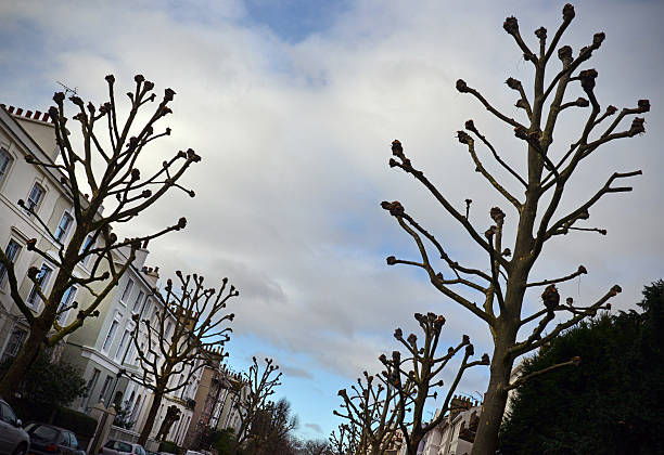 tree pollarding subject