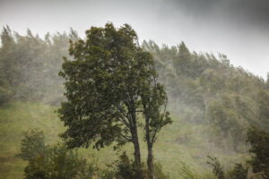tree in front of a forest blowing in a storm