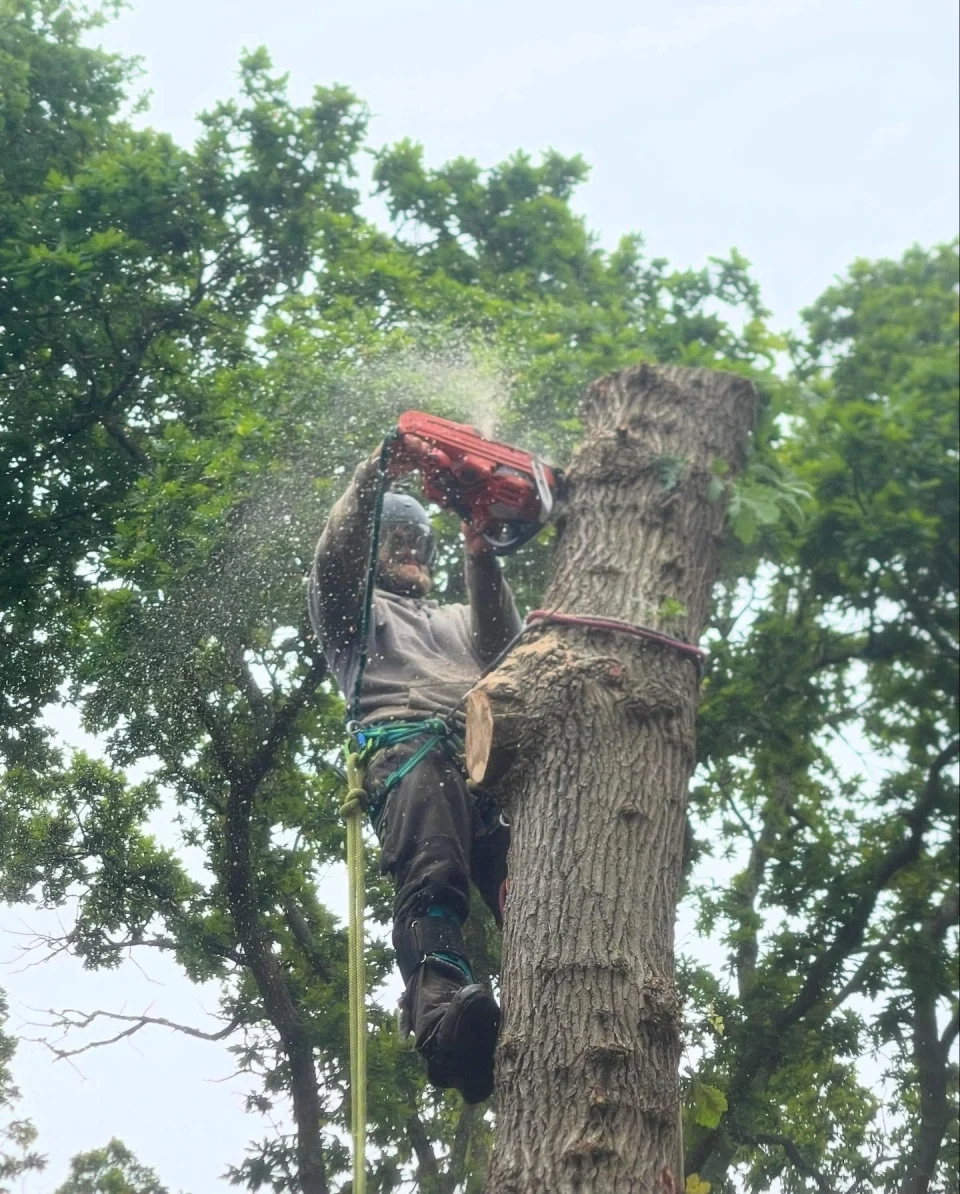 Penny Tree Surgery team member cutting a tree section