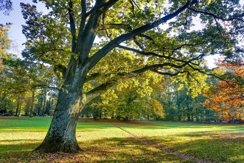 Do I need permission to cut down a tree on the Isle of Wight?