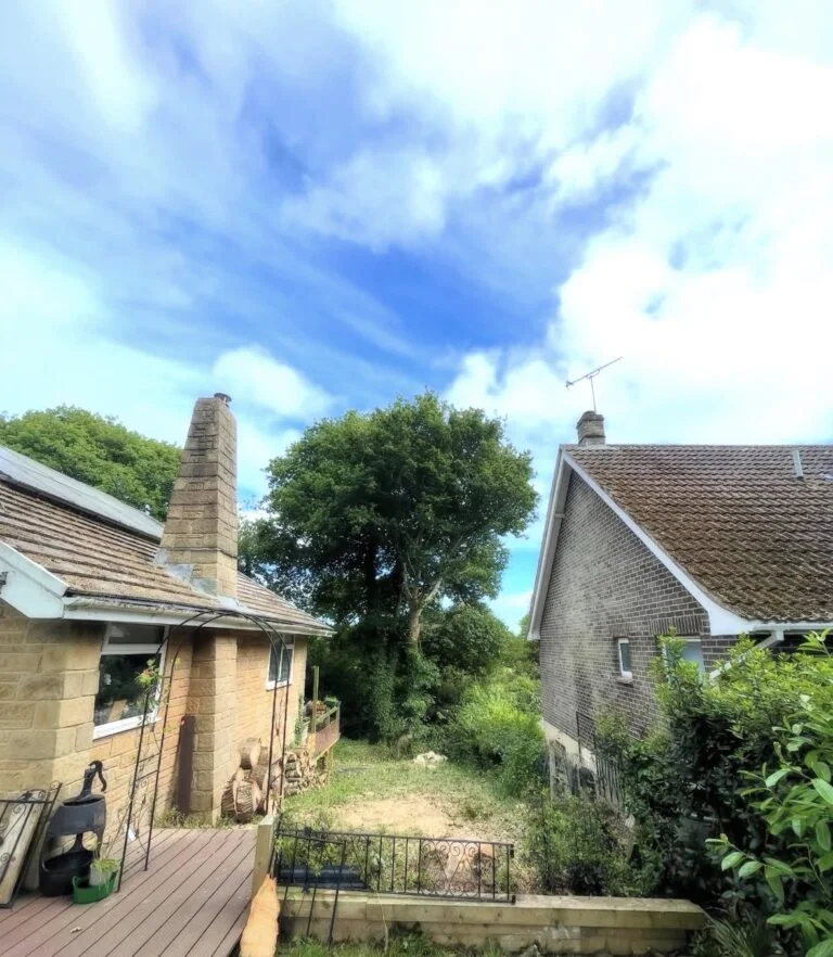 Protected oak removal case study
