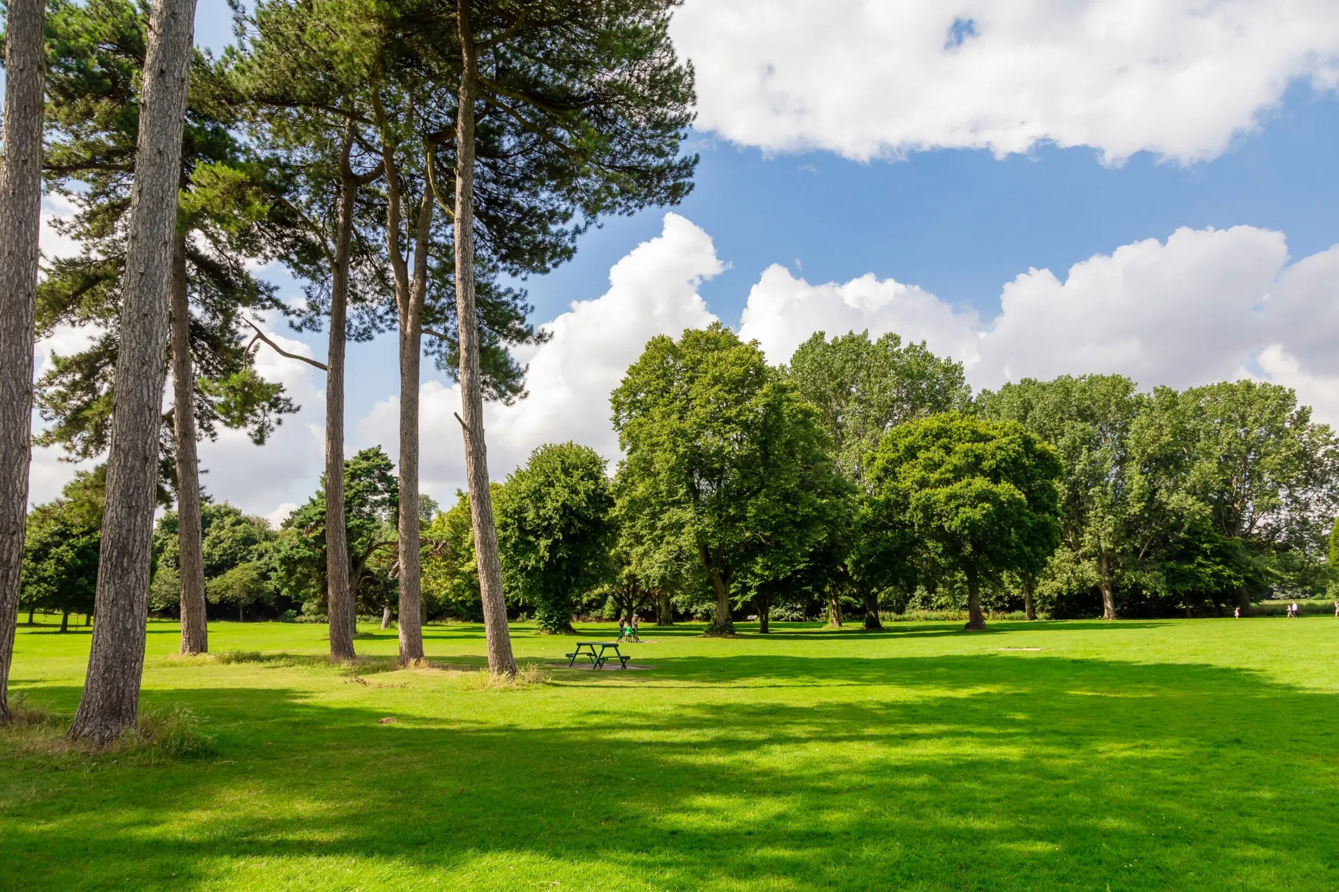 Mature trees and open grass in a public park
