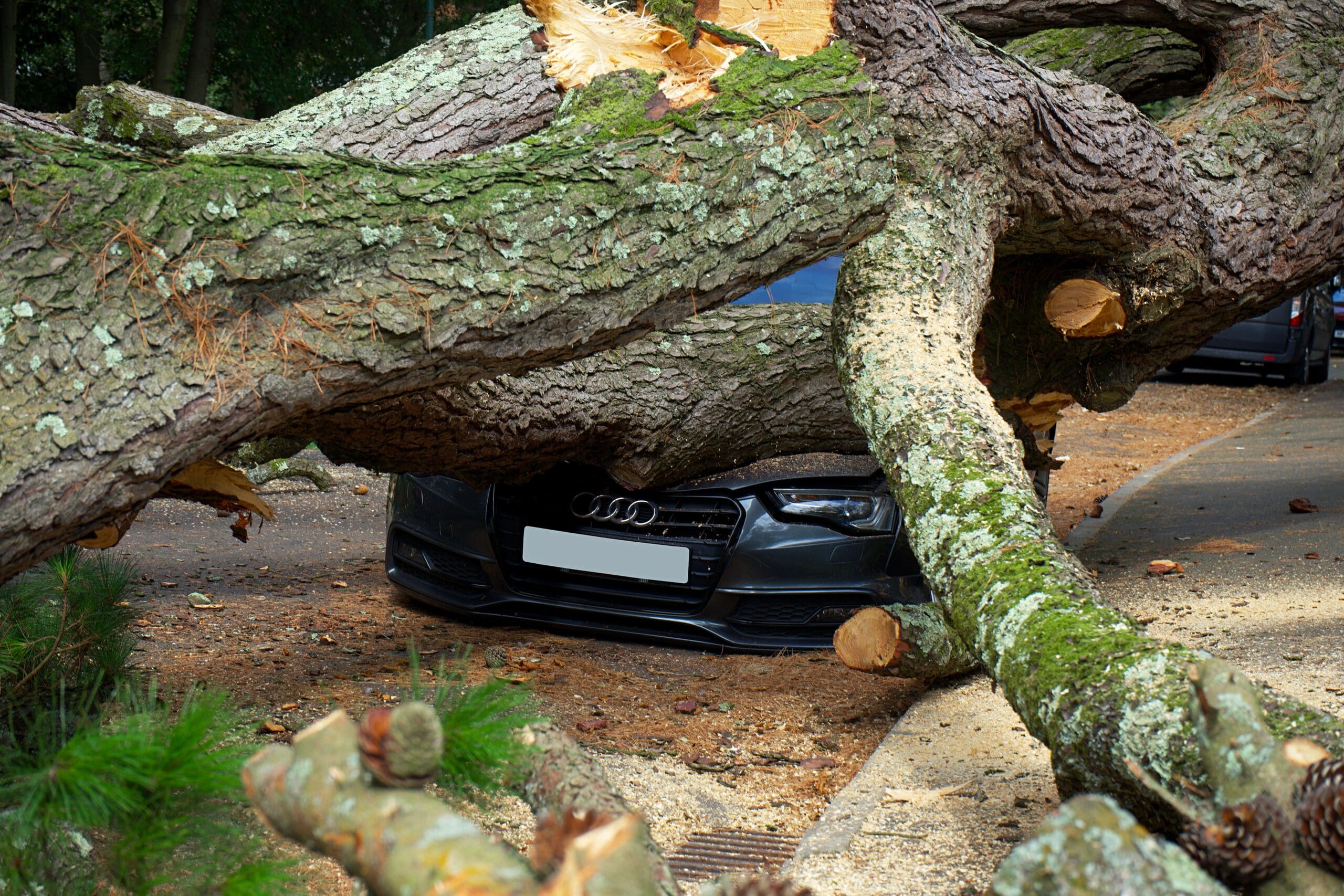 Emergency Tree Work
