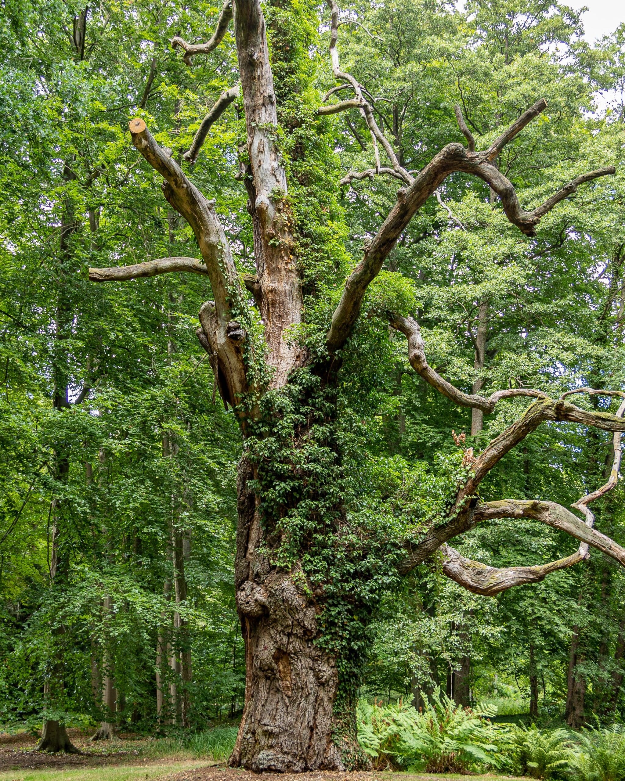 TPO Oak Removal